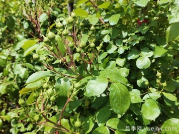帶花苞的月季小苗，如何給它定植服盆？