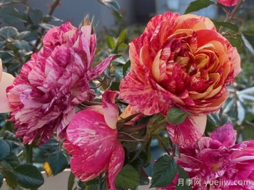 果汁飛濺月季為什么會出現返祖？