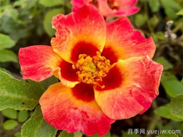 單瓣月季也迷人，推薦5個(gè)單瓣月季品種