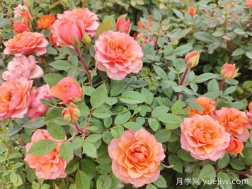 月季花品種到底有多少？