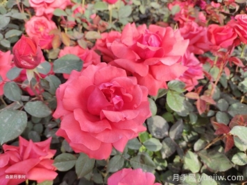 月季花在中國(guó)有哪些受歡迎的品種？