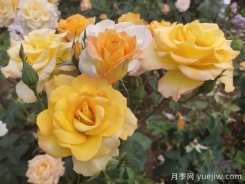 月季花品種會(huì)隨著時(shí)間發(fā)展而減少嗎？