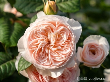 涵仙月季需要春化嗎？