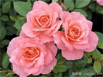三文魚月季和珊瑚果凍月季的區(qū)別？