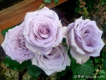 海洋之歌月季是藤本還是灌木？