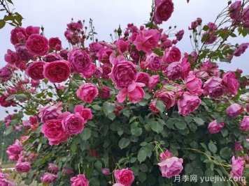 月季有紅蜘蛛用什么藥防治效果好？