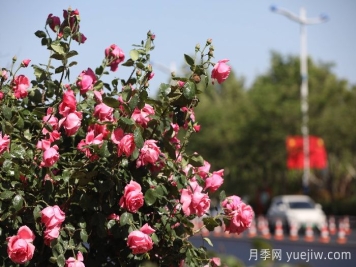 濱州月季：市花月季綻放，繁花似錦惹人醉！