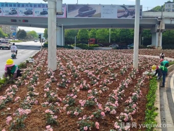 郴州月季：郴州增植月季，月季綻放驚艷花海