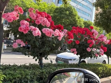 西安月季：一路絢爛，素質(zhì)月季花開滿西安