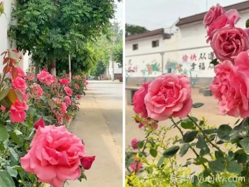定州月季：東留春鄉(xiāng)月季花開(kāi)惹人醉