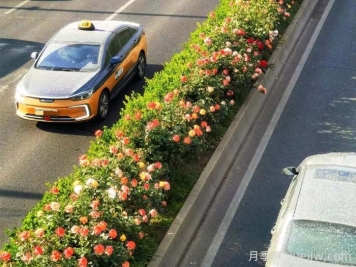 北京豐臺17.6公里月季項鏈上線，三環(huán)路變身浪漫花廊