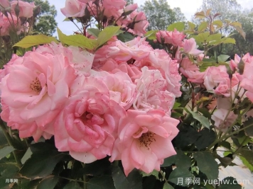 月季花后需要修剪嗎？不剪可以嗎？