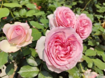 粉龍月季，世界最美藤本月季