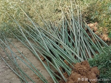 竹子的種類特性、分布狀況和應(yīng)用前景