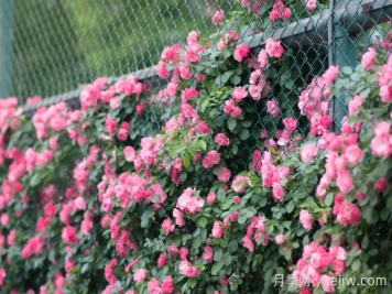 浙師大薔薇花開成瀑，安吉拉美翻了校園