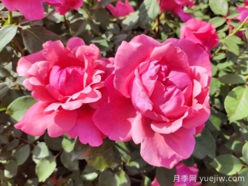 南陽(yáng)月季國(guó)家林木種質(zhì)資源庫(kù)收集保存4265個(gè)品種
