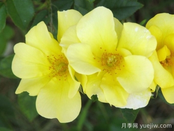 推薦10個優(yōu)秀單瓣月季品種