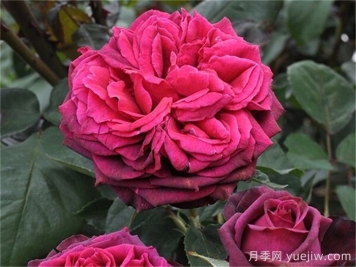 狄安娜伯爵夫人月季的優(yōu)缺點(diǎn)是什么？