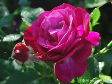 無(wú)垠藍(lán)天月季/藍(lán)色伊甸園月季