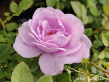 月季花開為何多姿多彩？科學(xué)分析