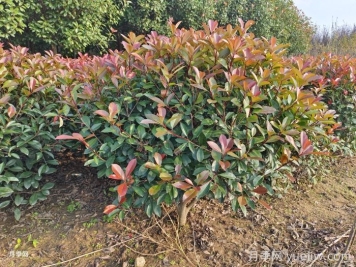 紅葉石楠球是常綠還是落葉苗木？