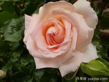 尚多斯美人月季介紹和優(yōu)缺點