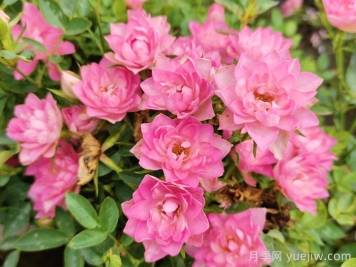 11種經(jīng)典微型月季花，顏值與實(shí)力兼具，陽臺(tái)黨最愛