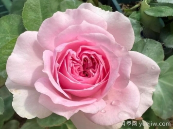 月季介紹，樓蘭月季