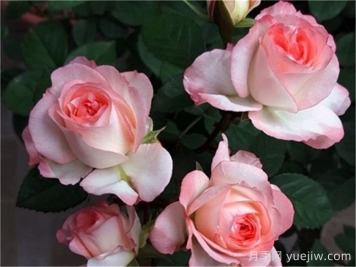 月季介紹，可愛(ài)多月季
