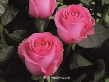 上海夫人月季介紹和優(yōu)缺點