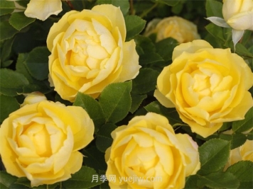 金絲雀月季介紹和優(yōu)缺點