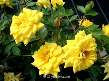 黃金珠寶月季介紹和優(yōu)缺點