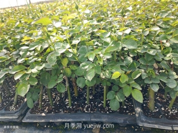 月季苗，南陽月季小苗用于全國各地的月季繁育基地