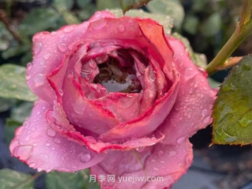 藍(lán)瓷花瓶月季介紹和優(yōu)缺點(diǎn)