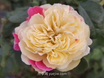 推薦88個(gè)最美月季品種，讓花友美到心醉，陶醉其中