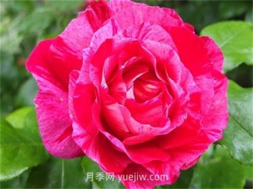 蓋伊薩伏瓦月季介紹和優(yōu)缺點