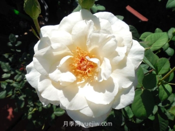 象牙時尚月季介紹和優(yōu)缺點