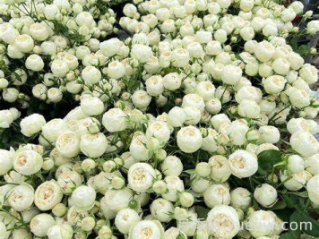曼斯菲爾德白色莊園月季介紹和優(yōu)缺點