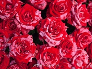 21朵玫瑰花的花語是什么？