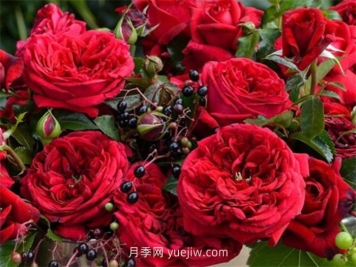 玫瑰國度的天使月季介紹和優(yōu)缺點