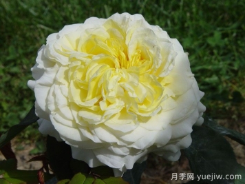 快拳月季介紹和優(yōu)缺點