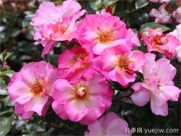 碧璽電氣石月季介紹和優(yōu)缺點