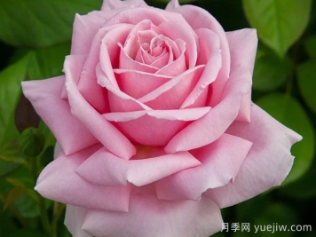 費德里克米斯塔爾月季介紹和優(yōu)缺點