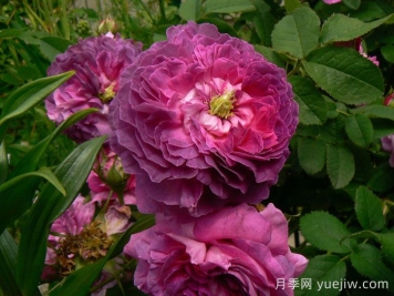 克雷西美人月季介紹和優(yōu)缺點