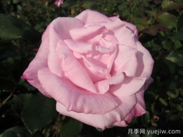 桃香月季介紹和優(yōu)缺點