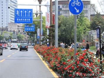 南昌30條月季大道 300萬(wàn)株月季滿城飄香
