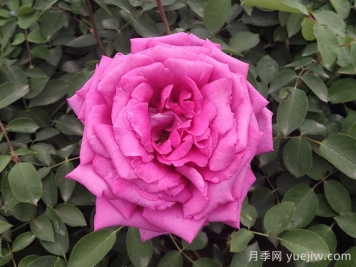 月季，市花之最，東西方的混血美人