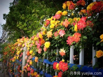 香飄九州美不勝收！丹陽驚現(xiàn)五彩月季花墻場景！