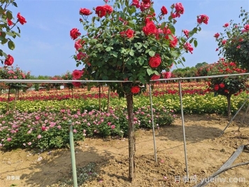 鄭州馬路邊的樹狀月季花為什么開這么大？ 有妙招！