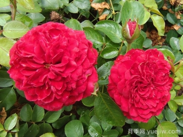    推薦30種漂亮的灌木月季花，花大味香好養(yǎng)
